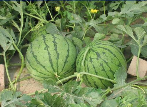 东营网红吃瓜事件,揭秘网络舆论的风暴与真相